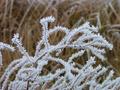 #9: White frost at the fields