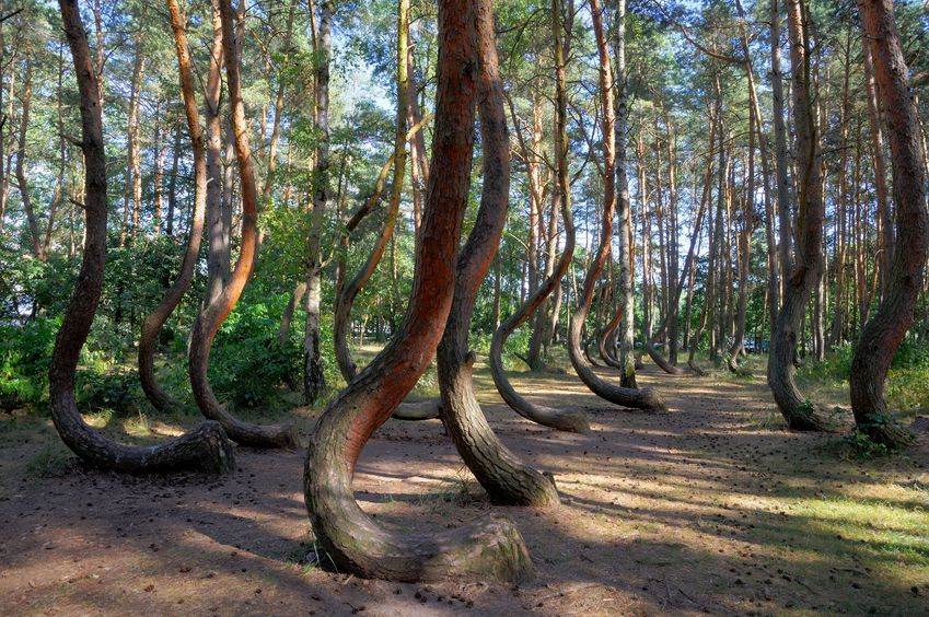 The mysterious 'bent trees' of nearby Gryfino, Poland
