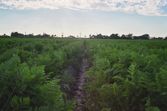 Adjacent carrot fields