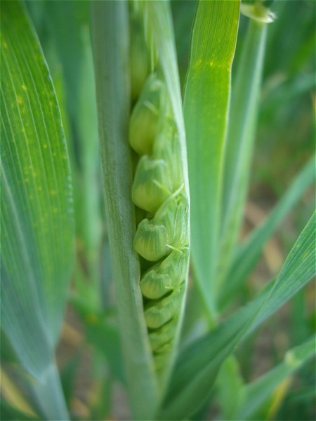 It is all wheat around the DCP.