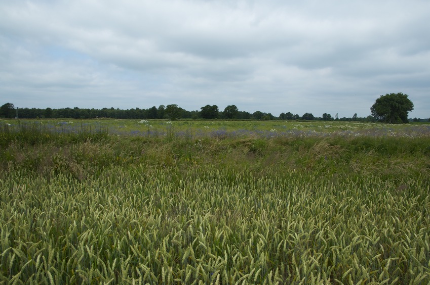 View West (towards a ditch, with a fallow field beyond)