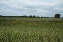 #4: View West (towards a ditch, with a fallow field beyond)