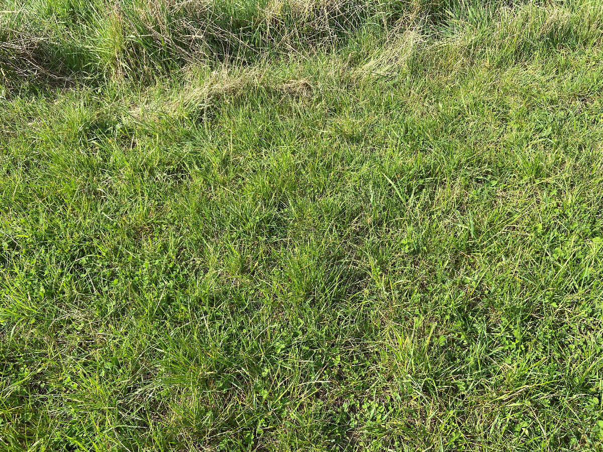 Ground cover at the confluence site.