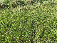 #8: Ground cover at the confluence site.