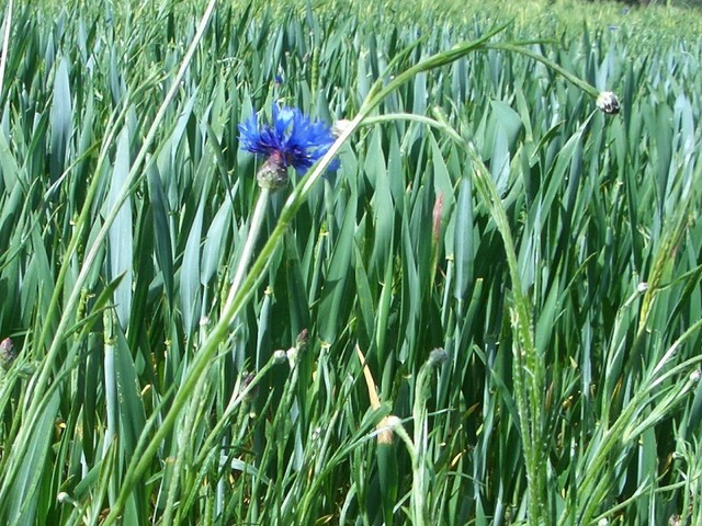 Cornflower in its natural habitat