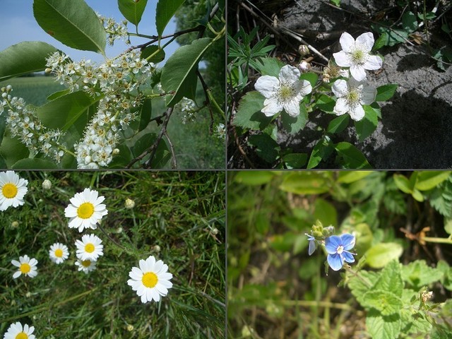 Collection of flowers