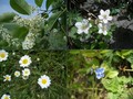#9: Collection of flowers