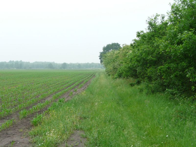 Path leading to confluence