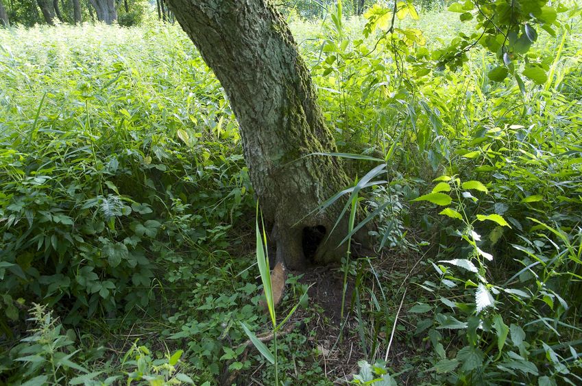 The confluence point lies beside this tree, in a large area of very long grass