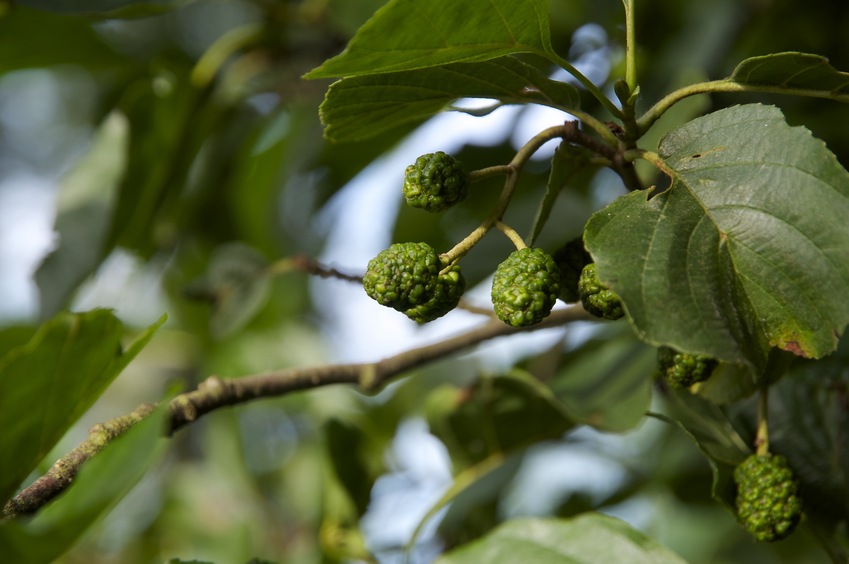 These 'fruit' were starting to grow on the tree. (Perhaps it will help someone identify the tree?)