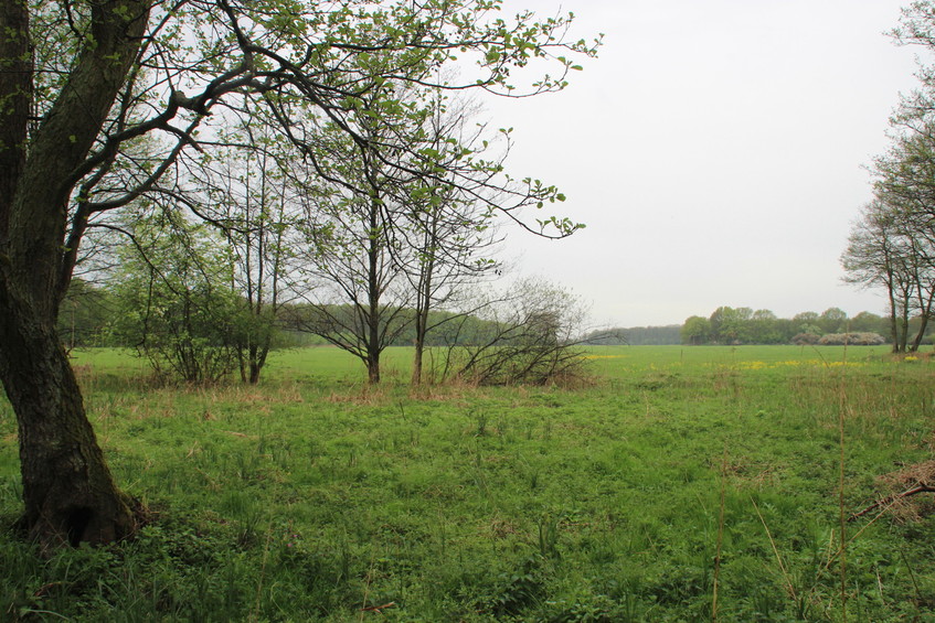 CP 54N 13E, looking west