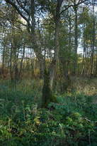 #5: Arbre al punt de confluencia / Tree on the confluence point