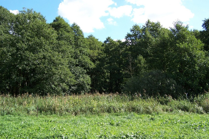 General view of the confluence (towards E)