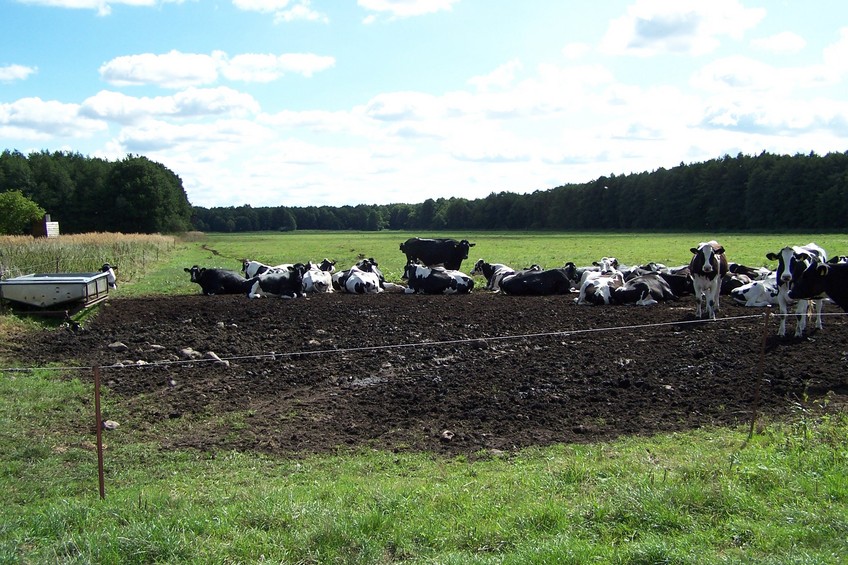 Cows on the pasture