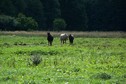 #9: Horses on the pasture