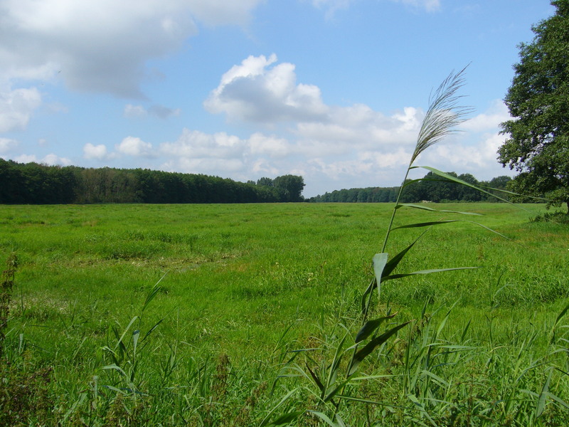 View west towards the meadow  