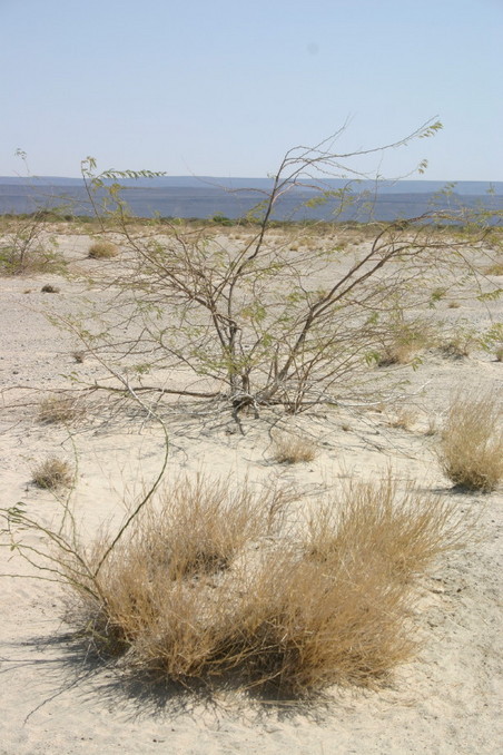 Confluence bushes