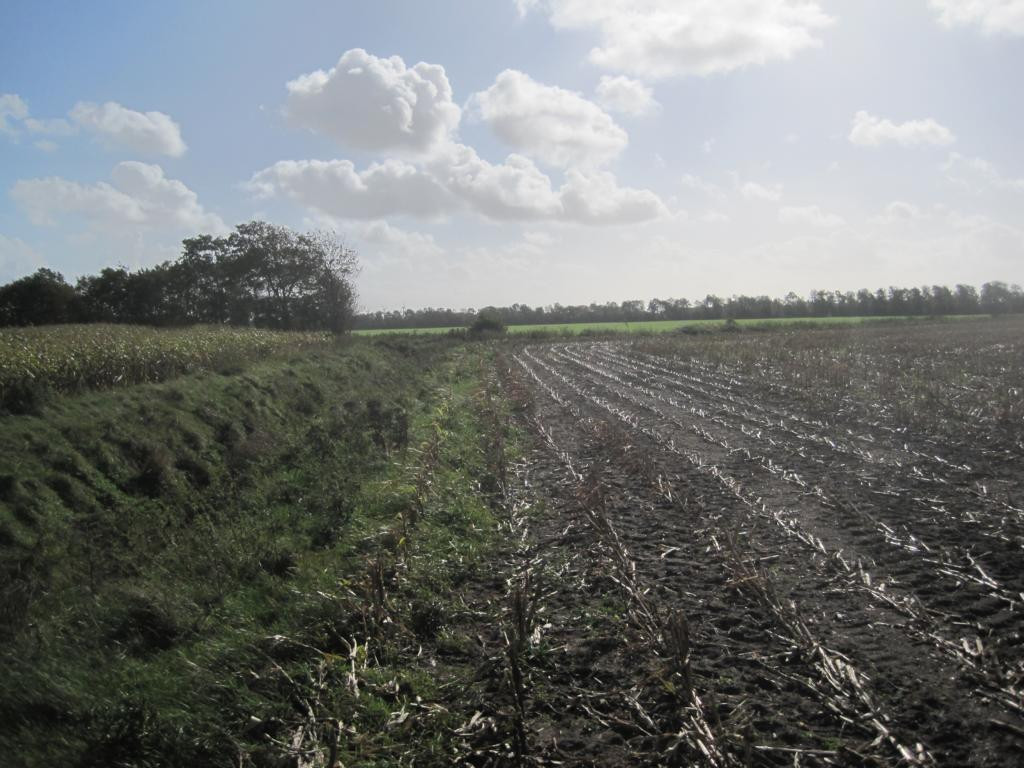 At halfway, view towards meadow with CP