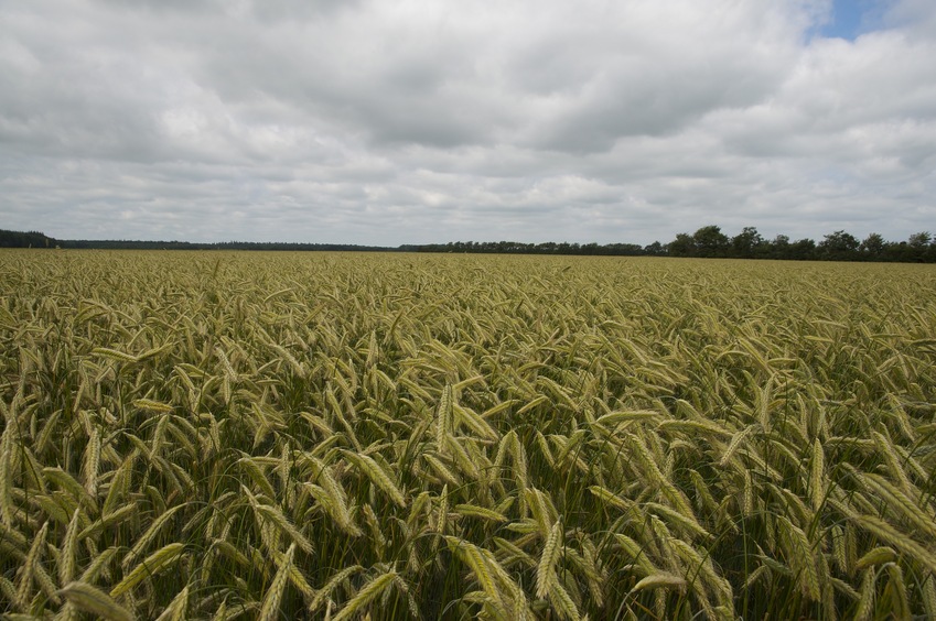 The confluence point lies in a wheat field.  (This is also a view to the North)