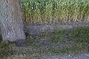 #5: The confluence point lies on a long tree-lined driveway, between two wheat fields