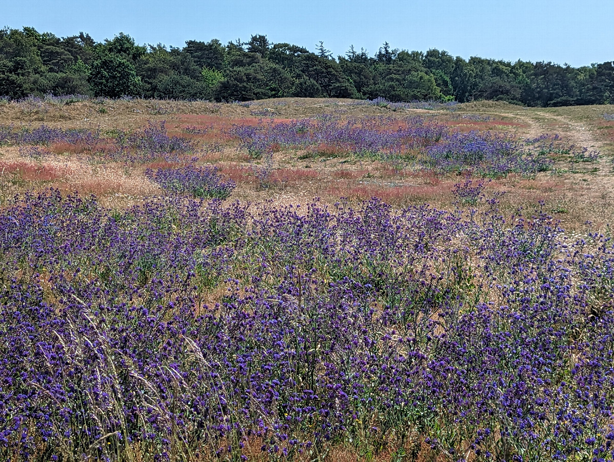 The field next to the Confluence Point