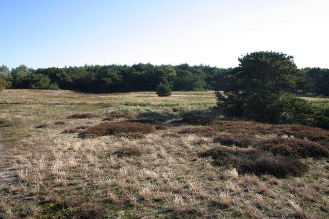 Overview from 30 m west of confluence