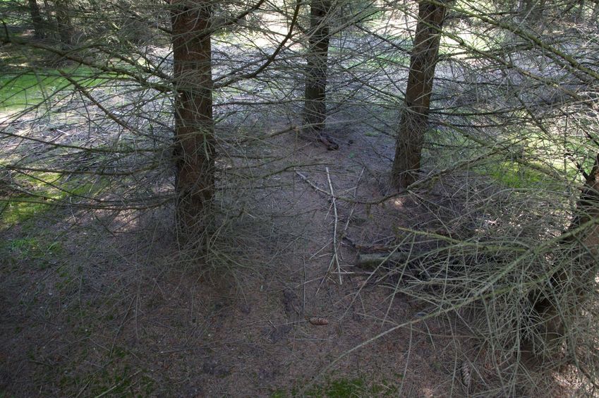 The confluence point lies in a forest, just off a cut path