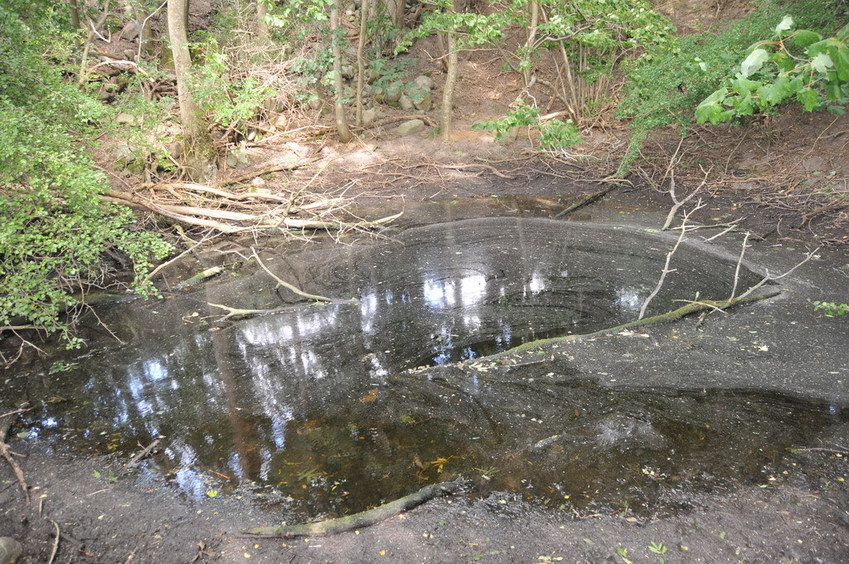 The nearby pond / Der nahegelegene Tümpel