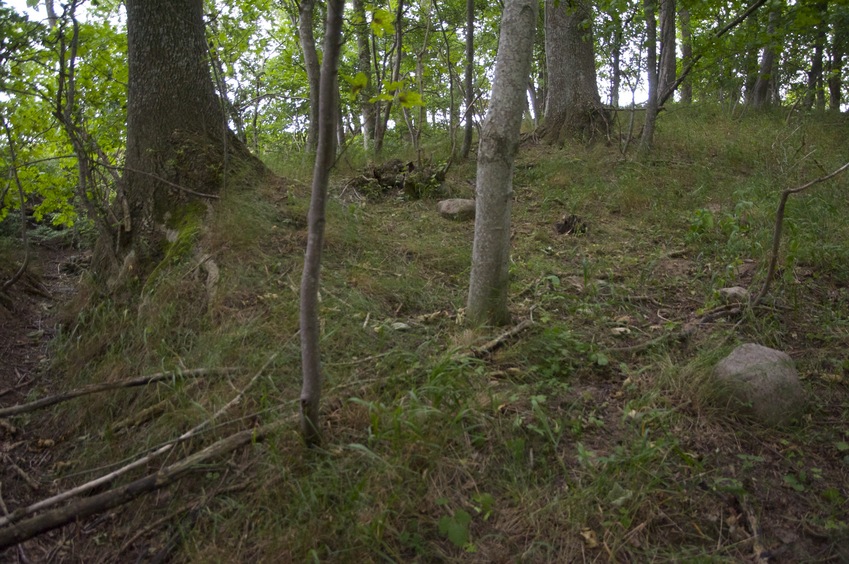 The confluence point lies in a small patch of forest, sitting between wheat fields