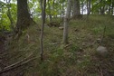 #5: The confluence point lies in a small patch of forest, sitting between wheat fields