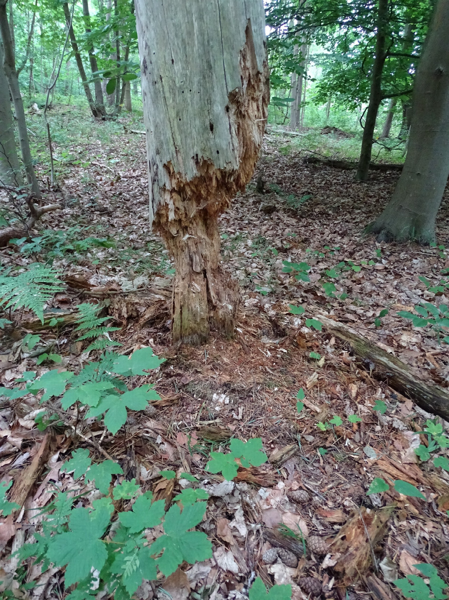 How Is this Tree Still Standing