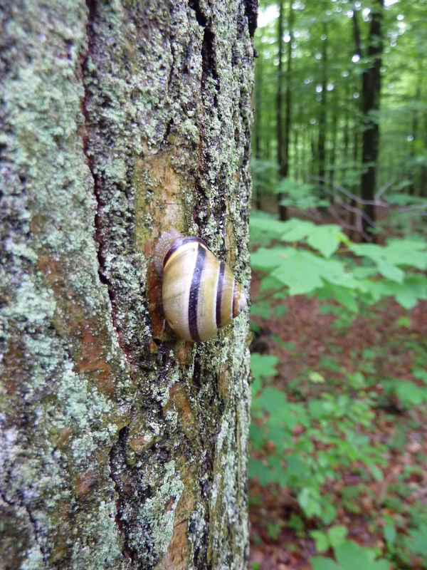 A beautiful snail