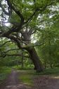 #8: An impressive oak tree, seen near the entrance to the trail system