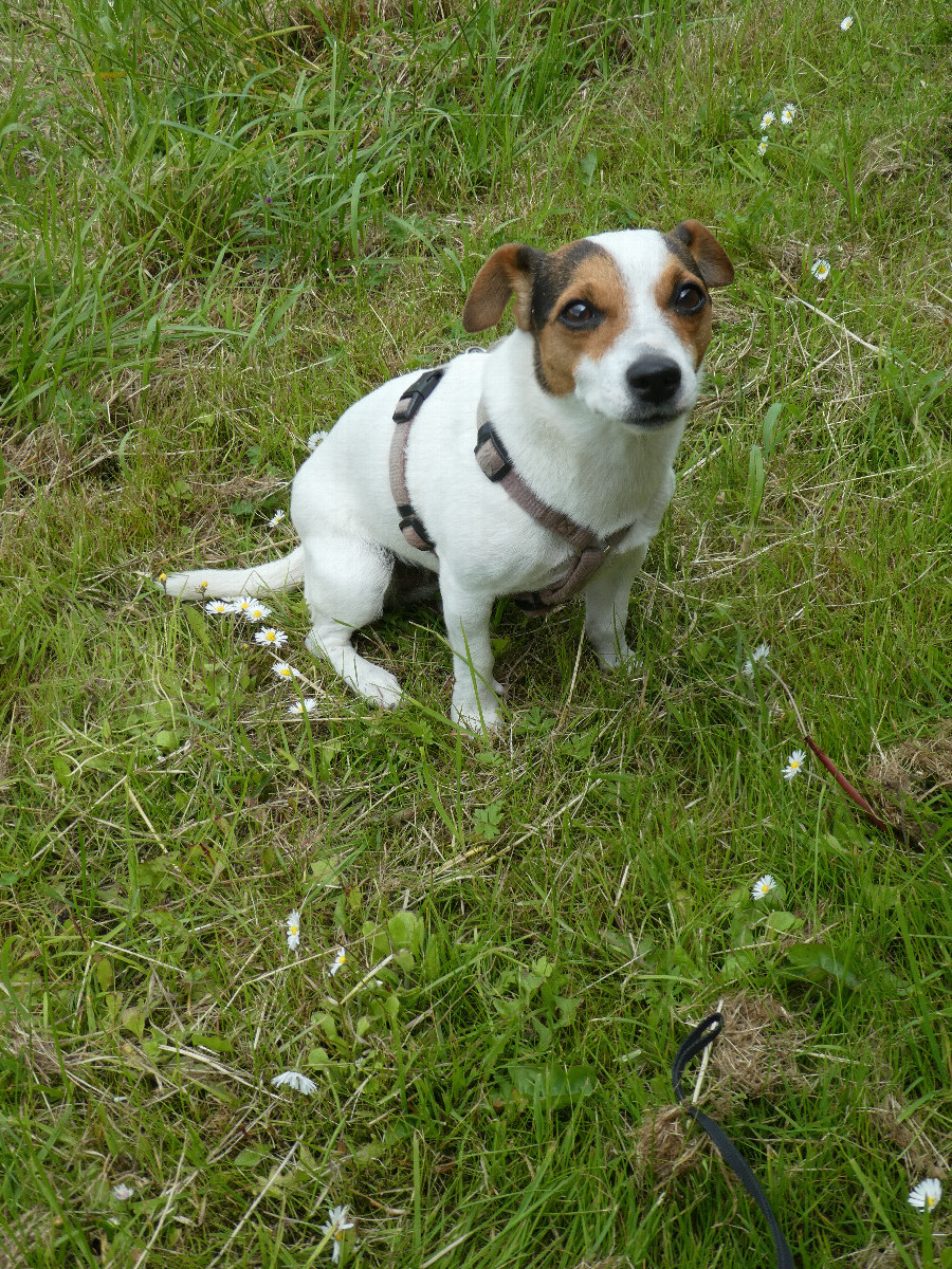 Our dog Emma at the confluence