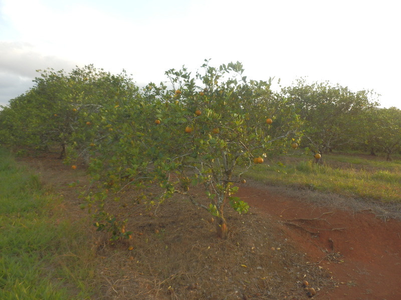 An Orange Tree with Ripe Fruits