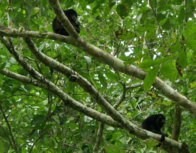 Howler Monkeys