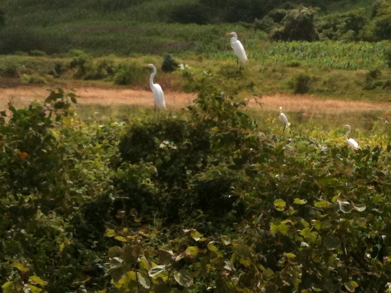 birdwatching