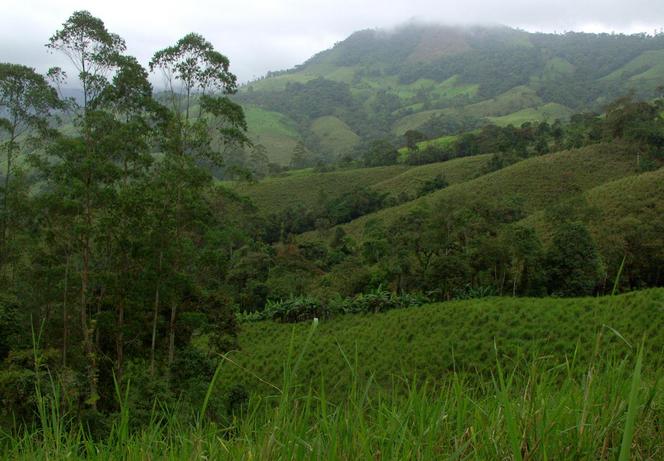 East - Banana patch and cow grass fields