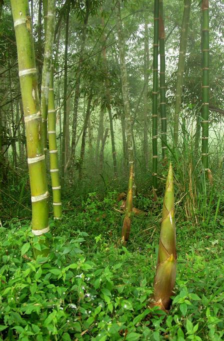 Giant bamboo shoots by stream in confluence