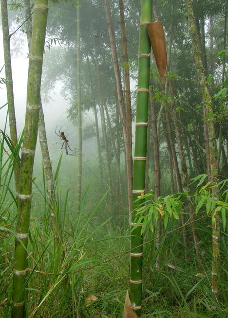 Huge spider in grove of giant bamboo