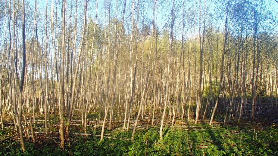 The young trees on the former cut / Молодые деревца на месте прежней вырубки