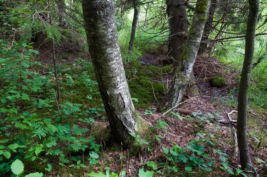 The confluence point lies in forest, near this cluster of three trees