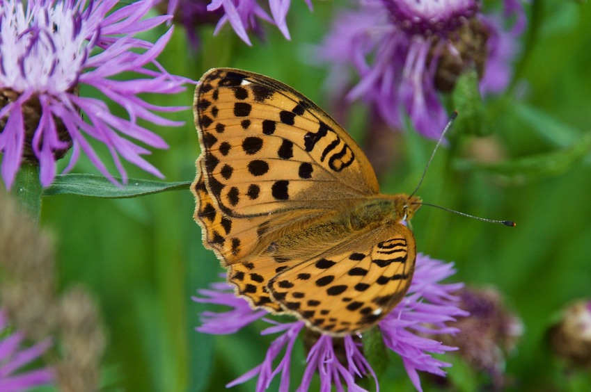 One of the many butterflies seen while walking through the grassy field southeast of the point