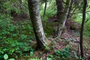 #5: The confluence point lies in forest, near this cluster of three trees