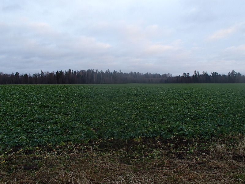 December green / Декабрьская зелень