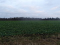 #9: December green / Декабрьская зелень