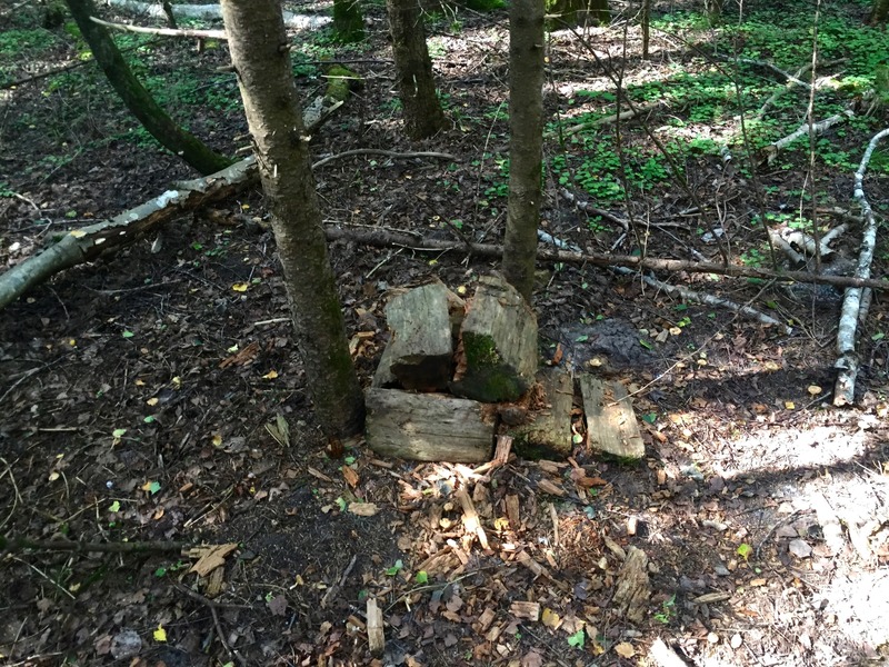 The confluence point lies in a forest, just 27 m from a rural road