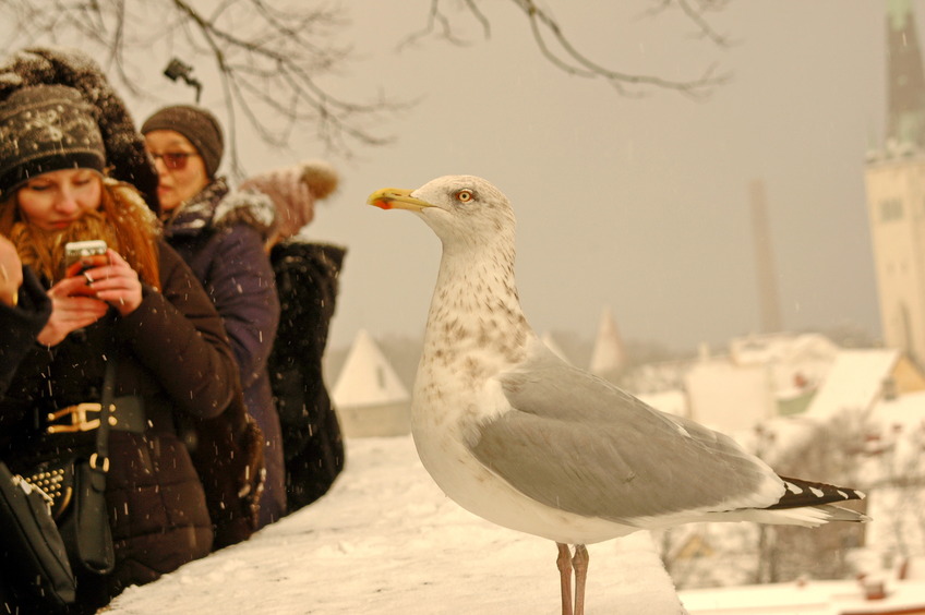 Seagull in Tallin