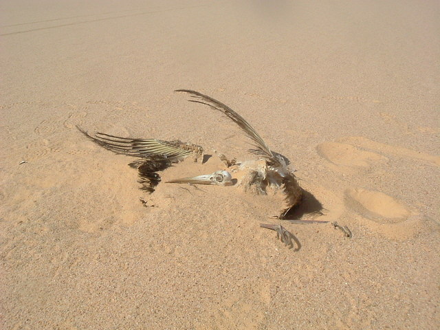 Remains of a migrant stork found less than 5 mins after leaving SW for 2.1 km from the Confluence