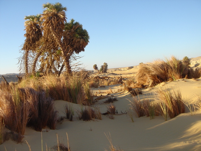 A view of North Dunqul oasis and well